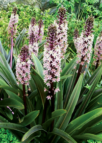 Eucomis comosa 'Sparkling Burgundy'